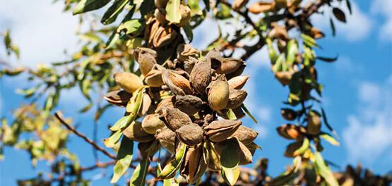 Almonds in Provence